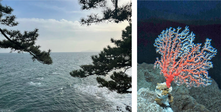 Coral
