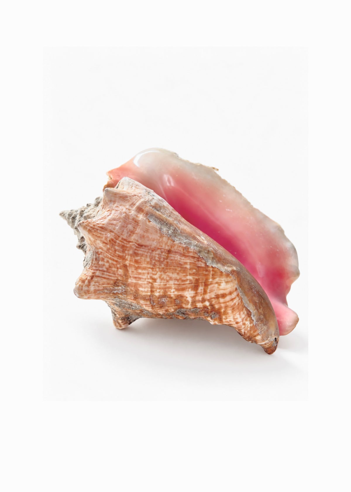 Wild Caribbean Queen Conch Shell