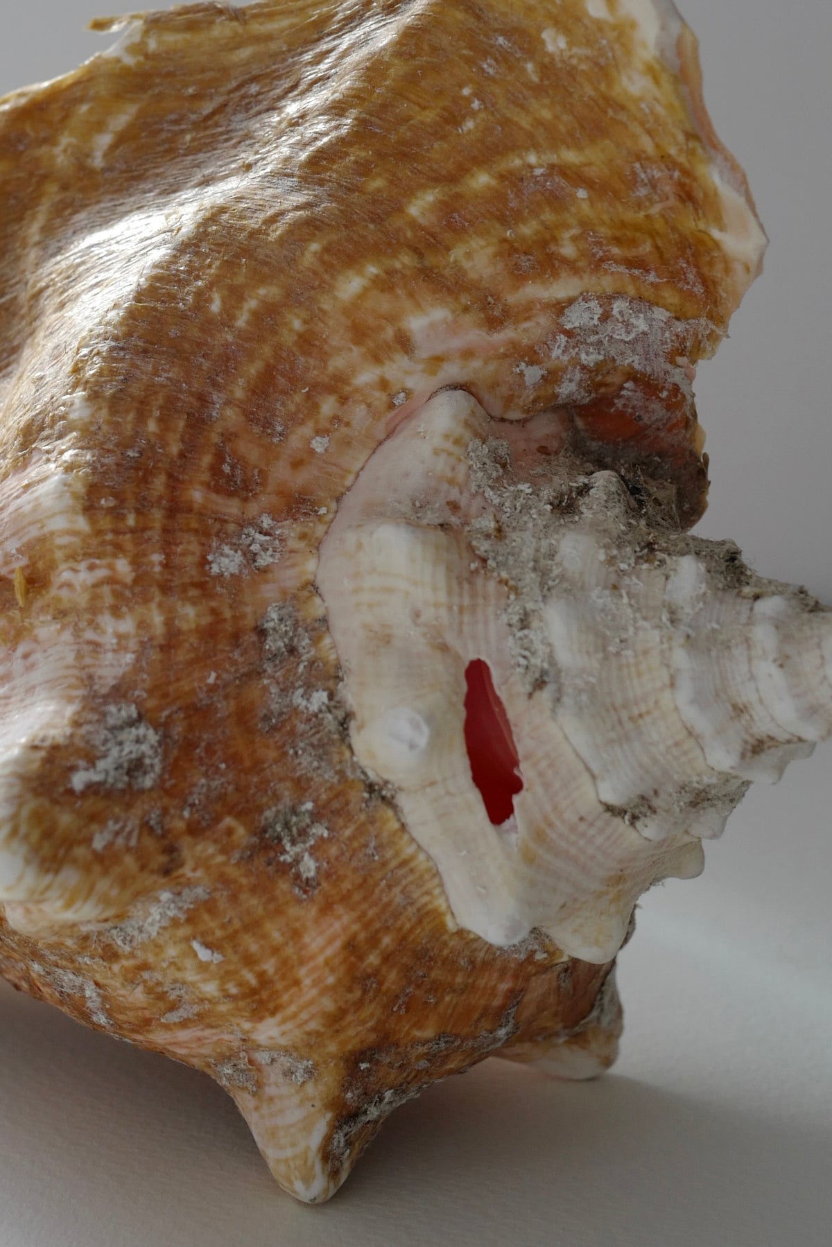 Wild Caribbean Queen Conch Shell